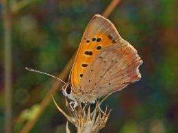 Copper butterfly folds wings to avoid unwanted male advances