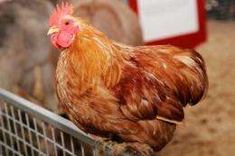 Could mutant gene in chickens lead to hypertension cure?  