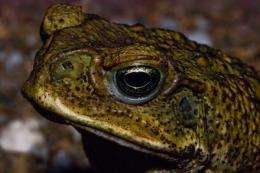 Could tadpole weaponry be used against cane toads?