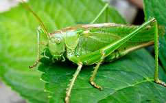 Crickets that live fast die young