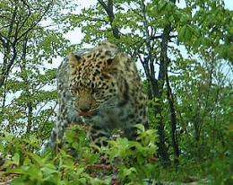 Critically endangered Amur leopards captured on video