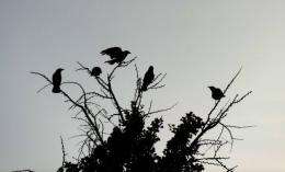 Crows are a major nuisance in many Japanese cities, particularly Tokyo, where they rummage through rubbish