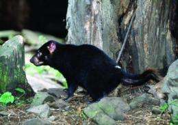Culling can't save the Tasmanian devil