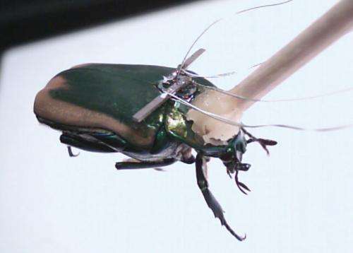 Insect cyborgs may become first responders, search and monitor hazardous environs
