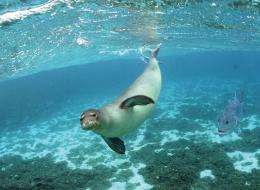 Dangerous toxin discovered in critically endangered Hawaiian monk seal