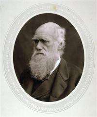 Darwin's travels may have led to illness, death (AP)