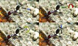 Death from above: Parasite wasps attacking ants from the air filmed for the first time