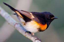 Declining rainfall is a major influence for migrating birds, scientists find