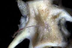 Deep-sea worms eat found to eat fish bones