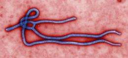 Defensive measures: Toward a vaccine for Ebola