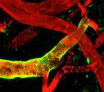 Dendritic cells control lymphocyte entry into lymph nodes