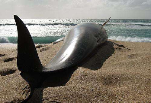 Department Of Conservation handout photo shows a pilot whale that died in 2010 in New Zealand