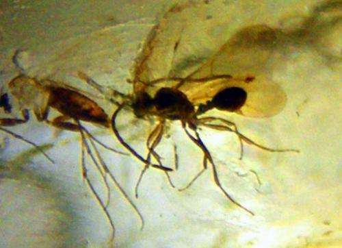 Detailed fossilized insect remains preserved in amber for over 23 million years