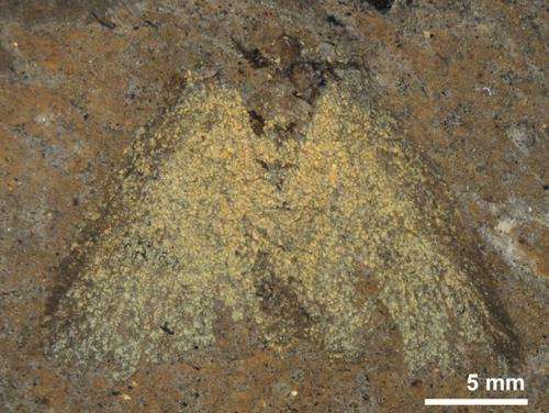 Fossil moths show their true colors