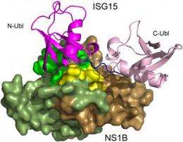 Discovery explains why influenza B virus exclusively infects humans; opens door for drug development