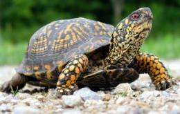 Discovery Places Turtles Next to Lizards on Family Tree