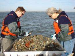 Disease-resistant oysters call for shift in Bay restoration strategies 