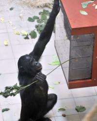 Djanoa, a female bonobo, has been named "the world's smartest ape"