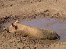 Wallowing in mud is more than just temperature control