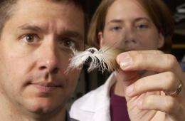 DNA better than eyes when counting endangered species
