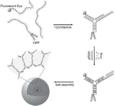 DNA nanoparticles to carry drugs and gene therapy