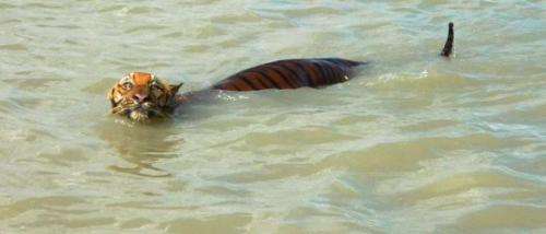 Dolphin conservationists save tigers in Bangladesh
