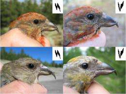 Seven sub-species stay in touch by their family dialects