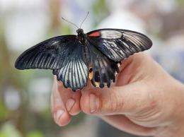 Dual-sex butterfly hatches at Natural History Museum