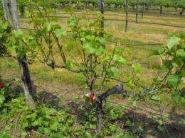 Early defoliation of Great Lakes wine grapes tested
