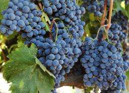Economy and weather put the squeeze on wine grape supply, survey finds