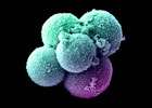 Egg's movements predict embryo's chance of survival, study suggests
