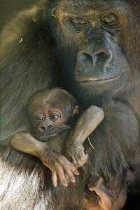 Endangered baby gorilla born at Chicago zoo dies (AP)