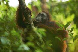 Endangered orangutans offer a new evolutionary model for early humans