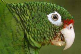 Endangered Puerto Rican parrot on the rise (AP)
