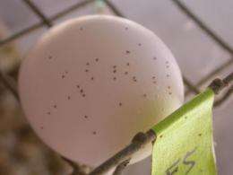 Entomologists propose pesticide-free method to increase egg production