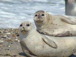 European coastal pollution is harmful to seals 