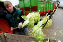 European farm products such as tomatoes and lettuces were withdrawn from the market late May