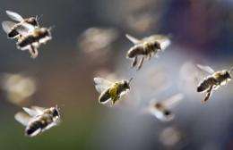 Europe's parliamentarians voted overwhelmingly to urge the EU to provide more funding for the beekeeping sector