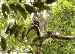 Expedition to search for hybrid gibbons