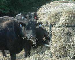 Expert: Hay test can lead to more efficient feeding during drought