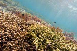 Experts said that dying coral reefs are accelerating