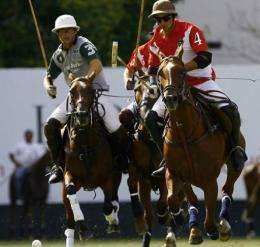 Exports of Polo Argentino horses grew four-fold between 2006 and 2010, a consultancy firm has said