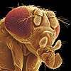 Eye of a fruit fly
