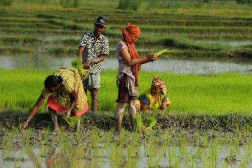 Farmers plant rice in a paddy field in Milanmore village on the outskirts of Siliguri last week