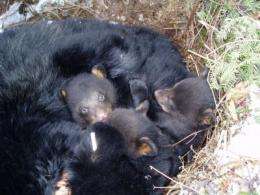 Fast asleep to wide awake -- hibernating bears, predation and pregnancy