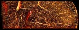 Fast new method for mapping blood vessels may aid cancer research
