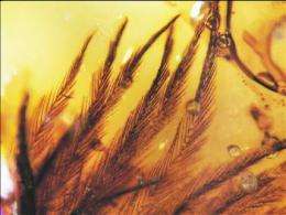 Feathers in amber reveal dinosaur diversity (AP)