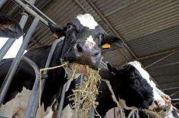 Feeding dairy cows the stems, seeds and skins from wine grapes boosts milk production, research shows