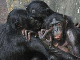 Female bonobos play together at the Planckendael zoo in Belgium