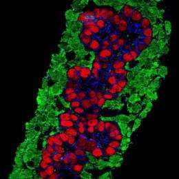 Fetal tissue plays pivotal role in formation of insulin-producing cells